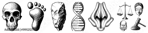 Etched anatomical drawings including skull, footprints, flint tool, double helix, pelvic bone, and legal also known as art medical diagrams or engraved scientific.