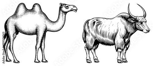 Desert dromedary and bovine rendered in vintage engraving style, featuring stippled gradients and fur, ideal for rustic branding or educational diagrams. isolated, cutout, rgba