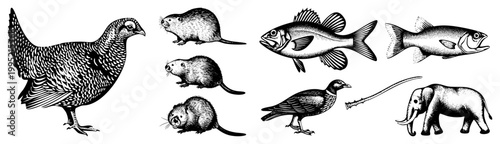 Detailed engraved fauna collection featuring pheasant, beaver, perch, quail, and elephant natural history illustration, zoological drawing, wildlife art, animal renderings.