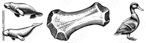 Classic engraved wildlife depiction featuring sea cows, waterfowl, and skeletal anatomy marine mammals, avian figure, osteological structure rendered in antique print style.