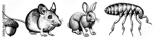 Detailed etched animal trio rodent, lagomorph, insect with acorn classic natural history drawing, scientific illustration style, hand drawn engraving.
