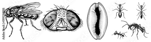 Entomology diagram collection showing dipteran fly, ant caste variations, pupal stage, and magnified insect head ideal for biology textbooks, pest control guides, or scientific vector art.