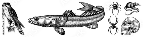 Classic engraved fauna collection featuring,, arachnids, rodent, and human natural history drawings, antique zoological etchings, scientific illustration set.