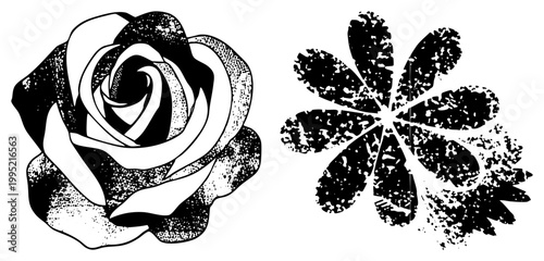 Grunge style vector illustrations, stippled rose bloom and petal cluster, textured botanical graphics, decorative elements, vintage print aesthetic. Isolated, cutout, rgba