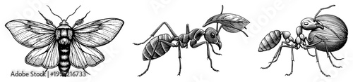 Intricate art depicting a moth and two leafcutter ants, showcasing entomological precision also known as insect engraving or scientific bug illustration.
