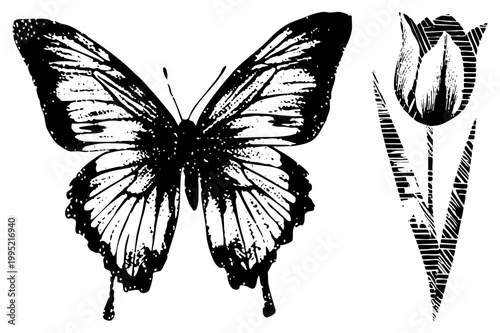 butterfly graphic with textured wings alongside stylized tulip bloom, ideal for, tattoos, or vintage prints. Alternate names lepidopteran silhouette, vector cutout.