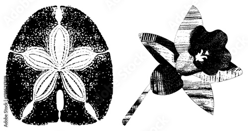 Marine echinoderm and tropical flower rendered in graphic art, sea urchin relative and exotic blossom, vintage print aesthetic, dot matrix.