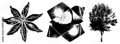 botanicals star spice, fractured, tree silhouette for print/web/packaging. anise star, split texture, arboreal cutout.