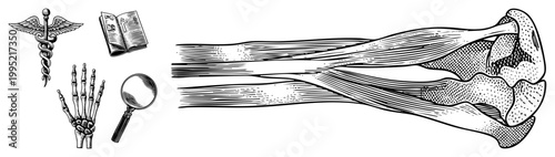 Detailed anatomical drawing of forearm muscles and bones, medical diagram, vintage engraving style, caduceus, skeletal hand, magnifying glass, open book.