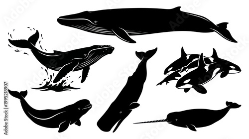 Ocean Wildlife Whales, Orcas  Narwhal Black Silhouette Vector Illustration Set