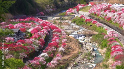 花桃の里（長野県阿智村）