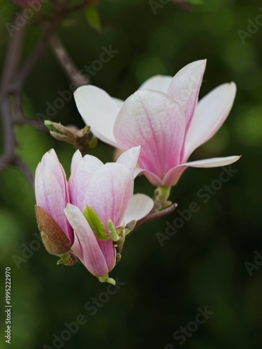 A close up photo of Magnolia flowers on a branch at a park in Spokane, Washington.
