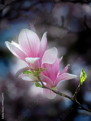 A close up photo of Magnolia flowers on a branch at a park in Spokane, Washington.