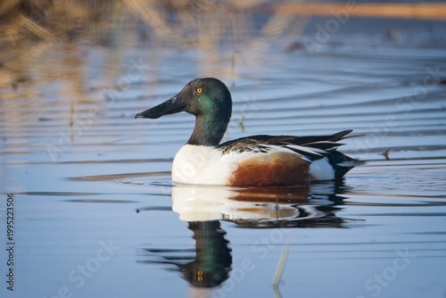  Reflection of a swimming northern shoveler.