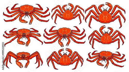 A diverse collection of detailed red crabs showcasing unique poses and anatomical features in a high quality vector illustration style