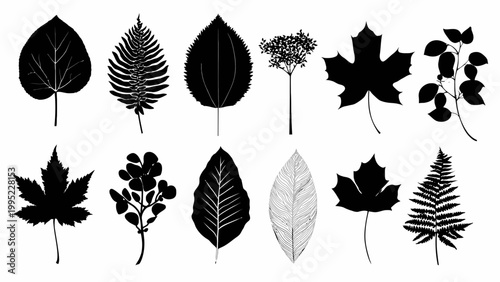 Set of black botanical leaf silhouettes and organic shapes isolated on white background. Hand-drawn forest foliage collection including maple, fern, and elm leaves. Elegant minimalist vector art.
