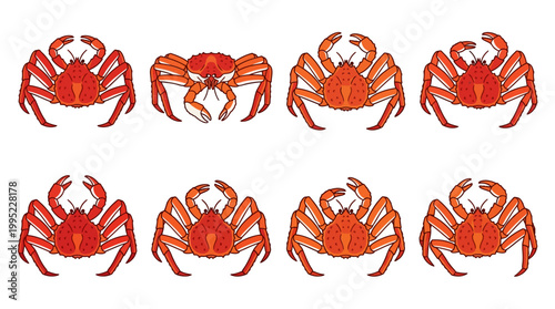 A collection of red king crabs displaying detailed shells with sharp claws arranged in two uniform rows for display