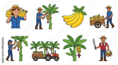 Friendly banana farmers harvest fresh yellow fruit bunches using traditional tools and equipment for sustainable tropical agricultural produce supply chain