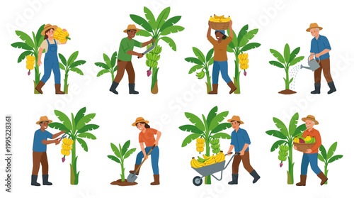 Diverse farmers in hats cultivate organic bananas by harvesting fresh fruit and tending to young trees in sunny agricultural fields
