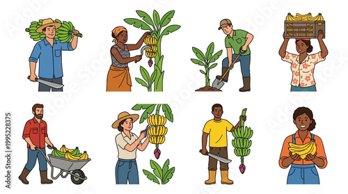 Diverse group of hardworking farmers harvesting fresh yellow bananas while working on an organic fruit plantation using various agricultural tools