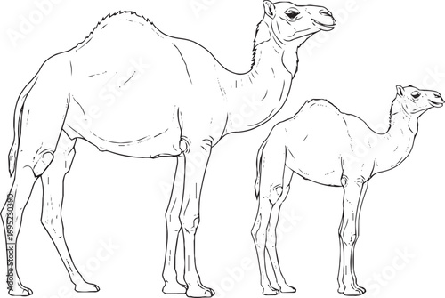 Camel and baby camel, desert animal illustration, dromedary mammal, animal family sketch.