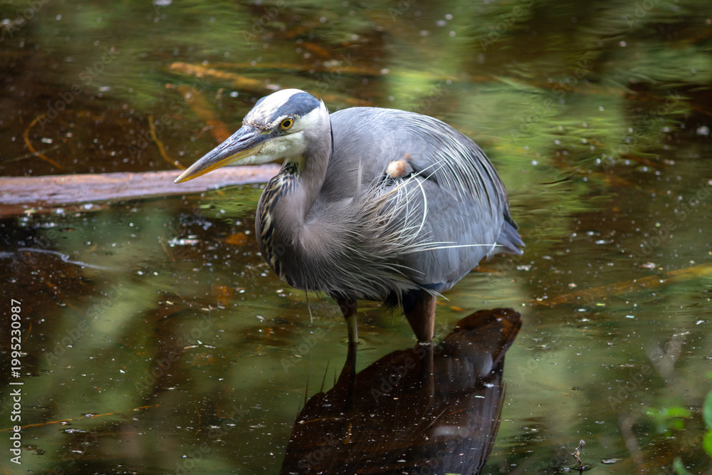 Obraz premium Great Blue Heron Standing in a Pond