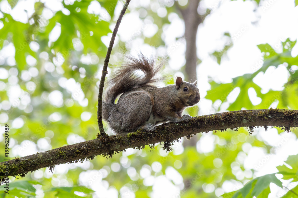 Fototapeta premium Adult Gray Squirrel Sitting on a Tree Branch
