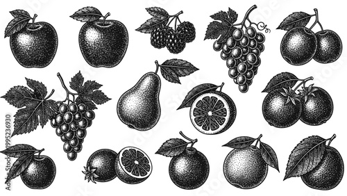 Vintage Botanical Illustration of Assorted Fruits and Berries.