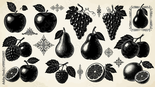 Vintage Engraved Fruit Collection with Ornate Flourishes and Decorative Elements.