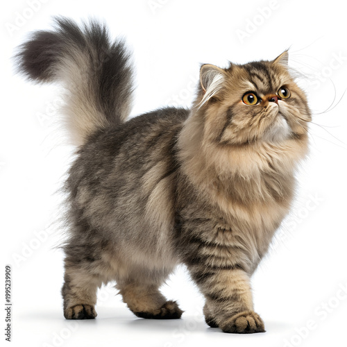 Long haired cat, feline, pet, animal, domestic cat, kitty, mammal, whiskers, furry isolated on White Background