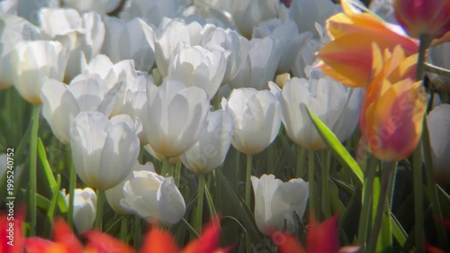 チューリップの花畑、春の風景