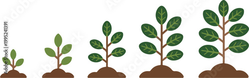 Plant growth cycle stages from seed sprout to mature leafy sapling in soil showing biological development sequence vector illustration.