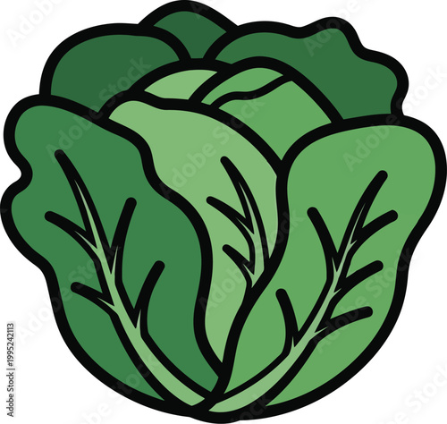 Green lettuce leaves vegetable