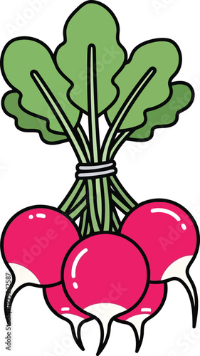 A bunch of fresh red radishes with green leaves isolated illustration