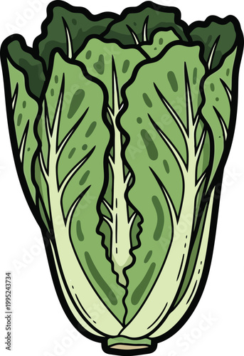 Fresh napa cabbage vegetable illustration