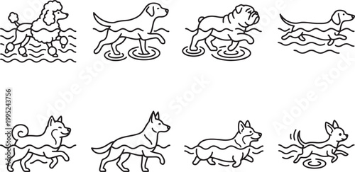 Different dog breeds swimming and walking in the water outdoor set