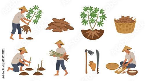 Traditional farmers harvest and process cassava roots using various manual tools to ensure high quality raw food material for agricultural production