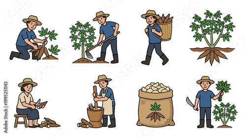 Set of diverse farmers harvesting processing and preparing fresh cassava roots for agricultural production and food industry market sales
