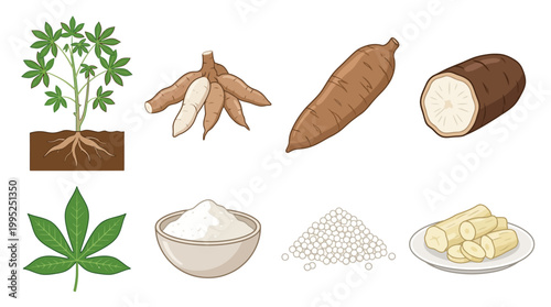 Detailed botanical illustration showing the entire cassava plant including fresh roots, processed starch flour, white pearls, and sliced pieces