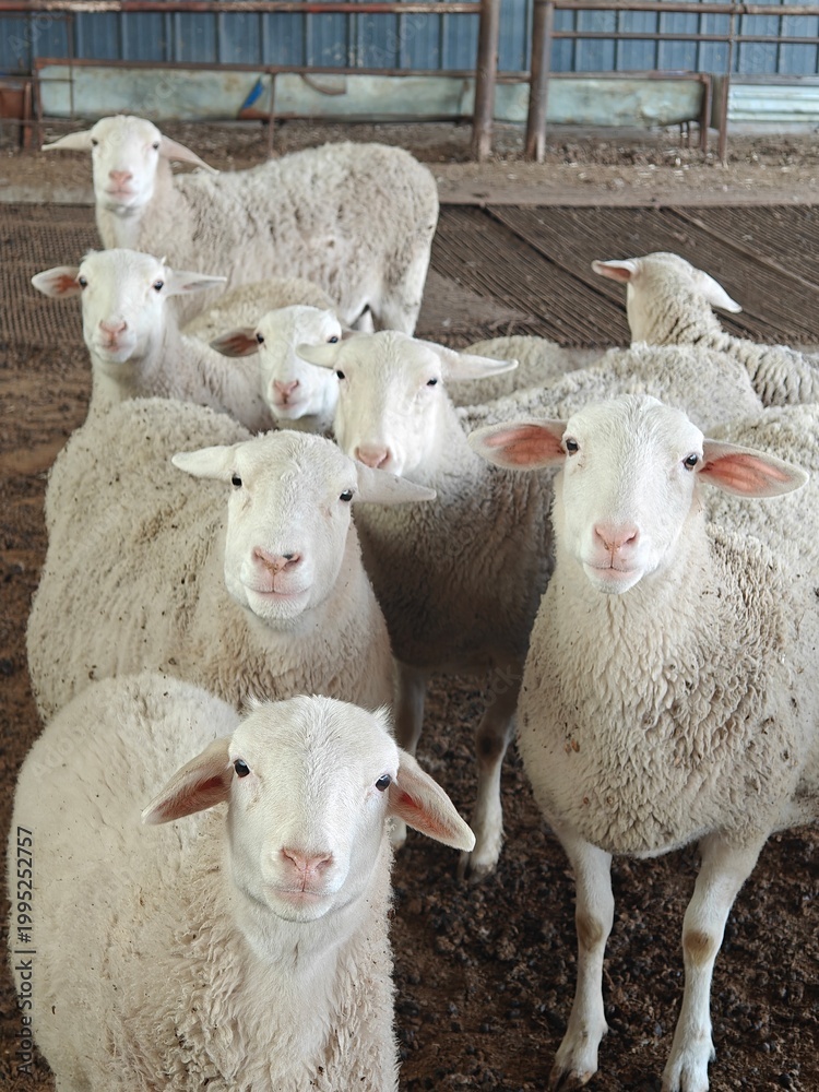 Obraz premium Sheep on the outdoor grassland