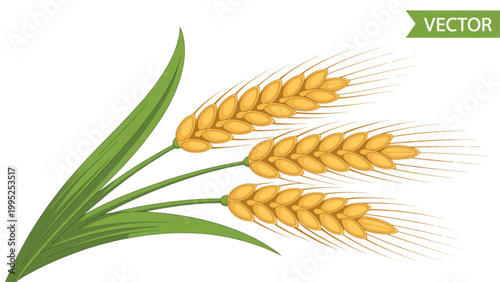 Bild auf Leinwand Golden wheat stalk with green leaves standing upright Vector