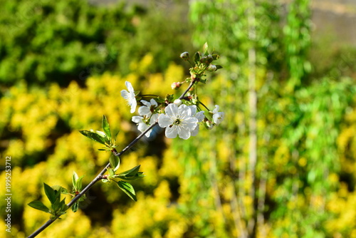 A branch of a blossoming fruit tree, spring, a beautiful, bright day.