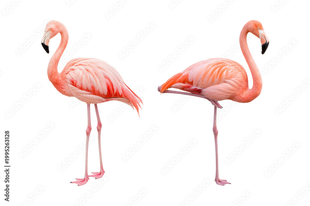 Obraz premium Elegant pair of pink flamingos facing each other, isolated on a clean white background, symbolizing balance, beauty, and tropical wildlife charm.