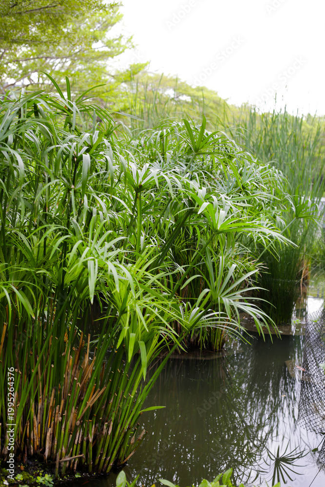 Fototapeta premium Cyperus involucratus plant in pond