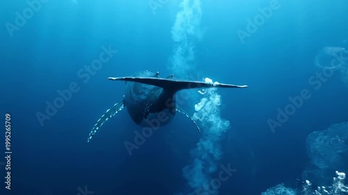 Blue whale underwater from a rear ascending perspective, sweeping tail flukes and drifting bubble trails creating a dramatic deep sea composition, elegant cetacean motion in tranquil open ocean blue