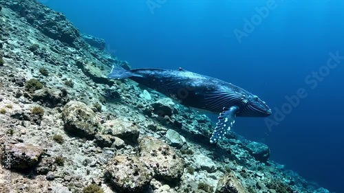 Blue whale underwater along a sloping rocky reef, wide marine landscape with coral textures, open blue gradient, and powerful cetacean silhouette, tranquil ocean habitat documentary style imagery