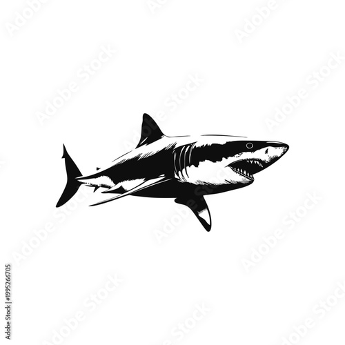 Black and white vector vintage illustration of a great white shark predator in hand drawn style