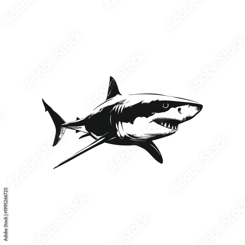 Black and white vector vintage illustration of a great white shark predator in hand drawn style