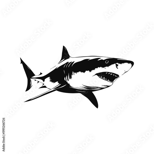 Black and white vector vintage illustration of a great white shark predator in hand drawn style