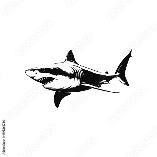 Black and white vector vintage illustration of a great white shark predator in hand drawn style